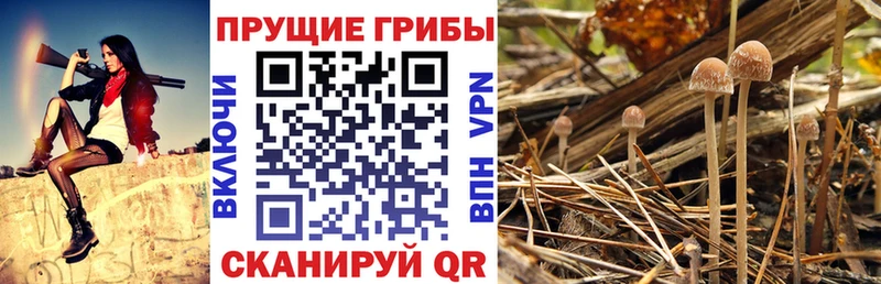 omg как войти  Краснознаменск  Псилоцибиновые грибы ЛСД 